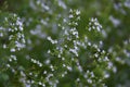 Lesser calamint Calamintha nepeta flowers.