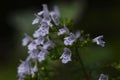 Lesser calamint Calamintha nepeta flowers.