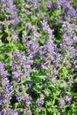 Lesser calamint Clinopodium nepeta