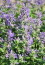 Lesser calamint Clinopodium nepeta