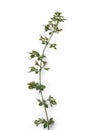 Lesser Calamint Clinopodium Nepeta from Sicily Ã¢â¬â a.k.a. `Nipitella` or `Mentuccia`