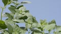 Lesser calamint plants