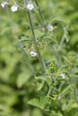 Lesser calamint