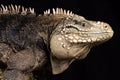 Lesser Caymans iguana Cyclura nubila caymanensis Royalty Free Stock Photo