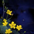 Lesser Celandine