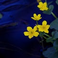 Lesser Celandine