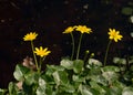 Lesser celandine Royalty Free Stock Photo