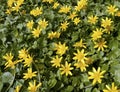 Lesser celandine