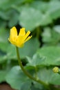 Lesser celandine, Ficaria verna, budding flower