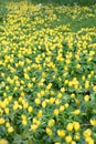 Lesser celandine, Ficaria verna, field of yellow flowering plants