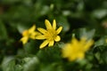 Lesser celandine (Ficaria verna)