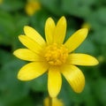 Lesser celandine (Ficaria verna)