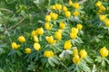 Lesser celandine, Ficaria verna, yellow flowers in a lawn