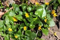 Lesser celandine, or Ficaria verna, yellow flowers in a spring forest