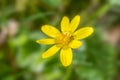 Lesser celandine flower