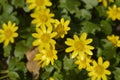 Lesser celandine Royalty Free Stock Photo