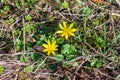 2 lesser celandine or pilewort Ficaria verna, formerly Ranunculus flowers
