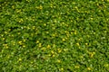 Lesser celandine, pilewort or ranunculus ficaria yellow spring flowers