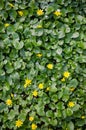 Lesser celandine Royalty Free Stock Photo