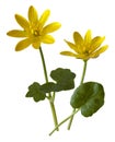 Lesser Celandine, Ranunculus ficaria Royalty Free Stock Photo