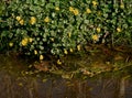 Lesser celandine, reflected in water Royalty Free Stock Photo