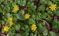 Lesser Celandine in spring