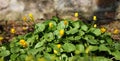 Primrose yellow flowers in spring forest; Ranunculus ficaria, Ficaria verna, Lesser celandine, Ficaria grandiflora Royalty Free Stock Photo