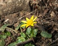 Lesser Celandine