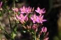 `Lesser Centaury` flowers - Centaurium Pulchellum