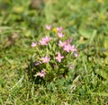 Lesser Centaury Royalty Free Stock Photo