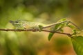 lesser chameleon, Furcifer minor, sitting on the tree branch in the nature habitat, Ranomafana NP. Endemic Lizard from Madagascar