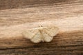 Lesser cream wave, Scopula immutata, Satara, Maharashtra