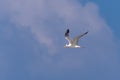 Lesser Crested Tern flying through blue sky. Royalty Free Stock Photo