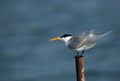 Greater crested tern in the mid of ocean