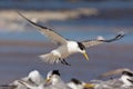 Lesser crested tern