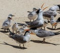 Lesser Crested Tern in Australia Royalty Free Stock Photo