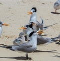 Lesser Crested Tern in Australia Royalty Free Stock Photo