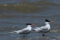 Lesser Crested Tern in Australia Royalty Free Stock Photo