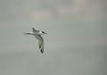 Lesser crested tern flying Royalty Free Stock Photo