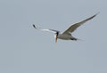 Lesser crested tern flying Royalty Free Stock Photo