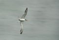 Lesser crested tern flying, a panning image