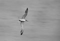 Lesser crested tern flying, a panning image