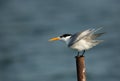 Greater crested tern in the mid of ocean