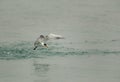 Lesser crested tern uplifting to fly after dive