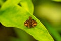 A lesser dart of skipper butterflies Royalty Free Stock Photo