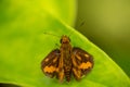A lesser dart of skipper butterflies Royalty Free Stock Photo