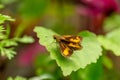 A lesser dart of skipper butterflies Royalty Free Stock Photo