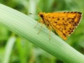 Lesser dart, a species of skipper butterflies Royalty Free Stock Photo