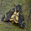 Lesser death`s head hawkmoth - Acherontia styx Royalty Free Stock Photo