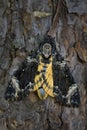 Lesser death`s head hawkmoth - Acherontia styx Royalty Free Stock Photo